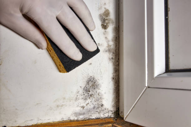 Best Mold Damage Restoration  in Kings Park, NY